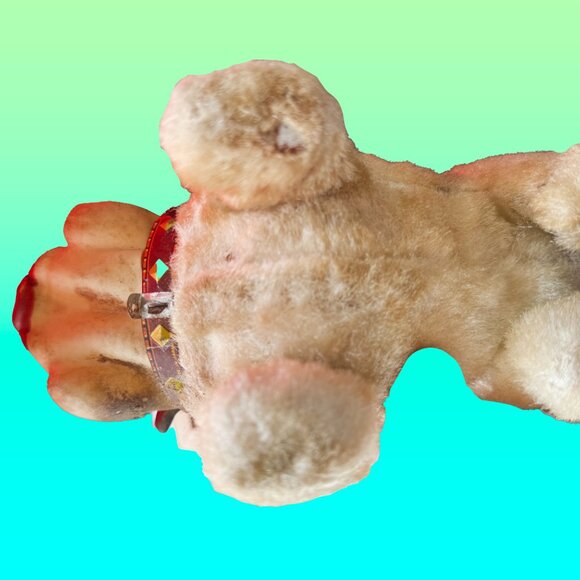 Donny the rubber-faced bulldog - Picture 5 of 7